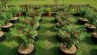 7 Model Kebun Cabai Rawit Tanpa Tanah, Alternatif Selain Hidroponik