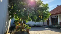 7 Tanaman Buah Tahan Panas untuk Sudut Rumah yang Terpapar Matahari Siang