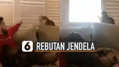 Ulah lucu kucing seolah tak ada habisnya.