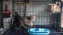 Sejumlah kucing berada di dalam kandanganya di Pasar Barito, Jakarta, Senin (28/3/2022). Sudin KPKP Jakarta Selatan melakukan inspeksi kesehatan hewan di Pasar Barito meliputi penyemprotan disinfektan, pemeriksaan kesehatan hewan dan vaksinasi rabies gratis. (Liputan6.com/Herman Zakharia)