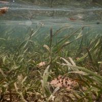 BRIN Soroti Kemampuan Padang Lamun dalam Menyimpan Karbon