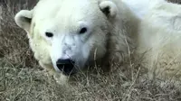 Coldilock tercatat sebagai salah satu beruang kutub yang pernah hidup di Amerika Serikat. Sebelumnya, beruang kutub tertua berusia 23 tahun (AP)