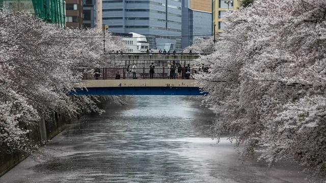 Indahnya Tokyo Dipenuhi Bunga Sakura Bermekaran