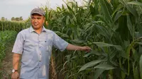 Sulawesi Selatan sebagai sentra produksi jagung memiliki potensi lahan jagung yang luar biasa, produksinya mampu penuhi kebutuhan pangan