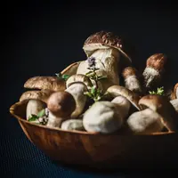 ilustrasi jamur/Photo by Peter Oslanec on Unsplash