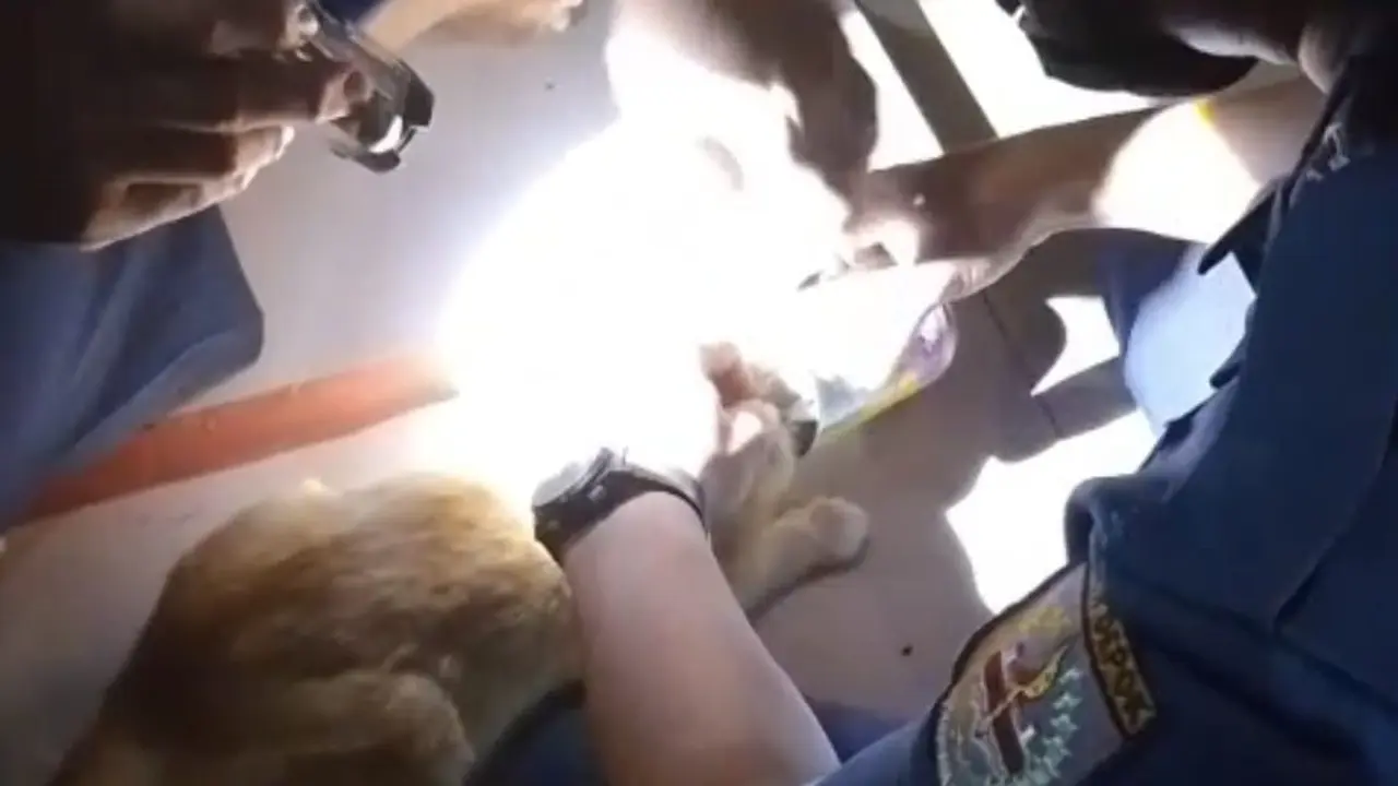 Petugas Damkar Depok mengevakuasi kepala kucing tersangkut makanan kaleng.