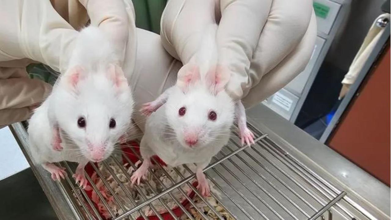 Ilmuwan 'Ciptakan' Seekor Tikus Menggunakan Genetik Purba Berusia Ratusan Juta Tahun, Begini Caranya