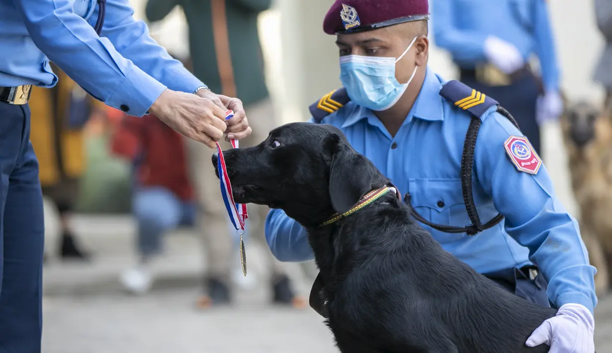 Seorang polisi Nepal memberikan medali kepada anjing polisi dengan performa akrobat terbaik selama festival Tihar di divisi kennel, Kathmandu, Rabu (3/11/2021). Anjing disembah untuk mengakui peran mereka dalam memberikan keamanan selama hari kedua festival Tihar. (AP Photo/Niranjan Shrestha)