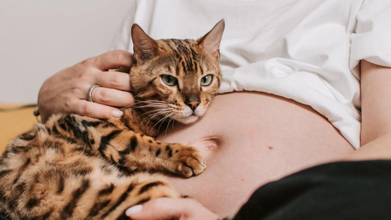 Ibu Hamil dan Kucing Kesayangan: Mitos dan Fakta