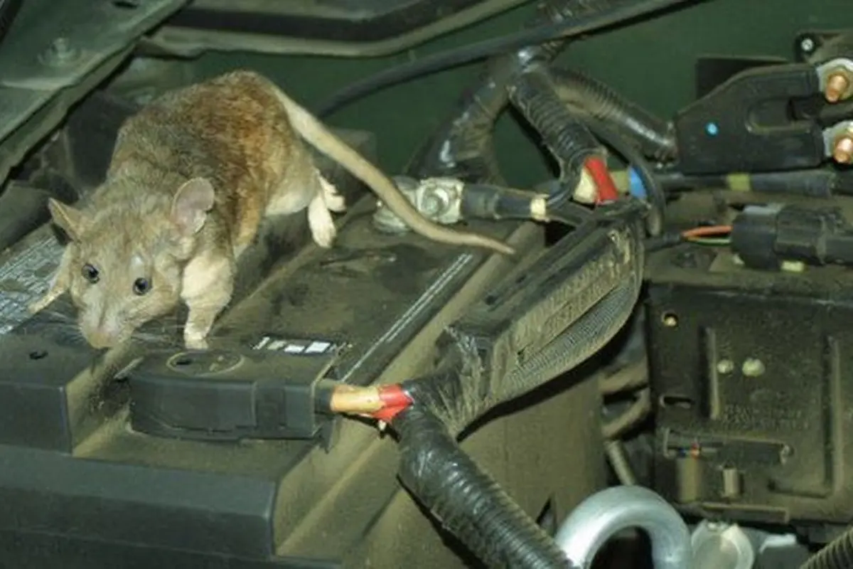 Tikus di Mesin Mobil