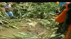 Saat ditemukan korban sudah tidak dalam keadaan utuh. Sejumlah organ tubuh korban menghilang diduga karena dimakam kawanan buaya.