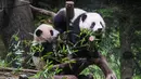 Panda kembar kelahiran Jepang Xiao Xiao (kanan) dan Lei Lei terlihat bersama di Kebun Binatang Ueno, Tokyo, Rabu (12/1/2022). Penampilan publik pertama kembar raksasa itu hanya dapat dilihat selama tiga hari dengan jumlah pengunjung yang terbatas. (Tokyo Zoological Park Society via AP)