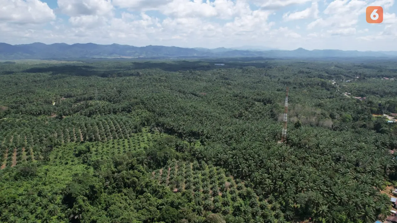 Hutan dan Sawit