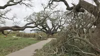 Pohon ek berusia 1.000 tahun berdiri kokoh di tengah Badai Harvey.(Texas Parks and Wildlife)