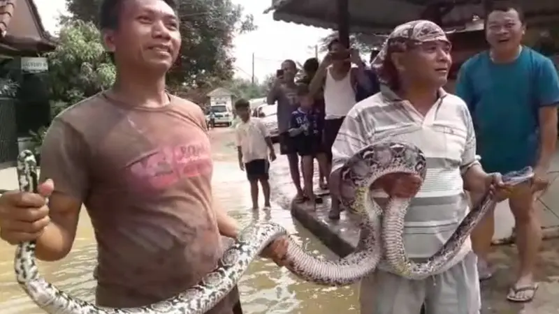 Relawan Temukan 4 Ular Piton Saat Evakuasi Korban Banjir di Bogor