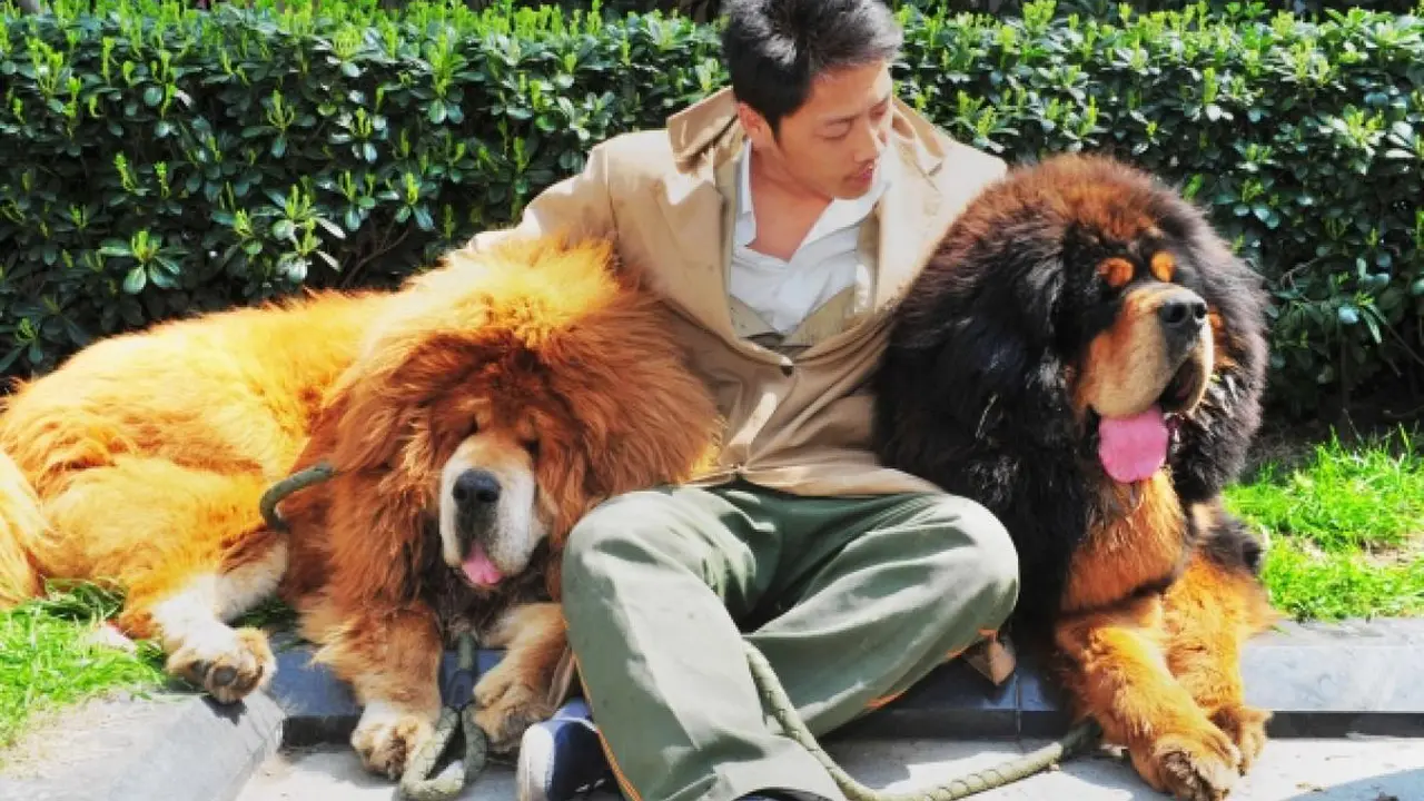 Anjing Ras Tibet Jadi Anjing Termahal Sedunia