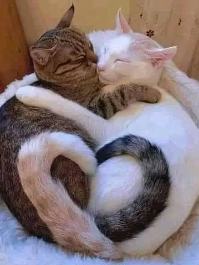 8 Potret Kocak Kucing Ketahuan Lagi Bermesraan Ini Bikin Geleng Kepala