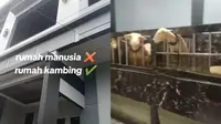 Viral Rumah Mewah Kambing di Banjarnegara Bikin Netizen Iri, Full Keramik