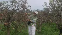 10 Wisata Petik Buah Ramah Anak di Malang untuk Libur Akhir Tahun yang Seru