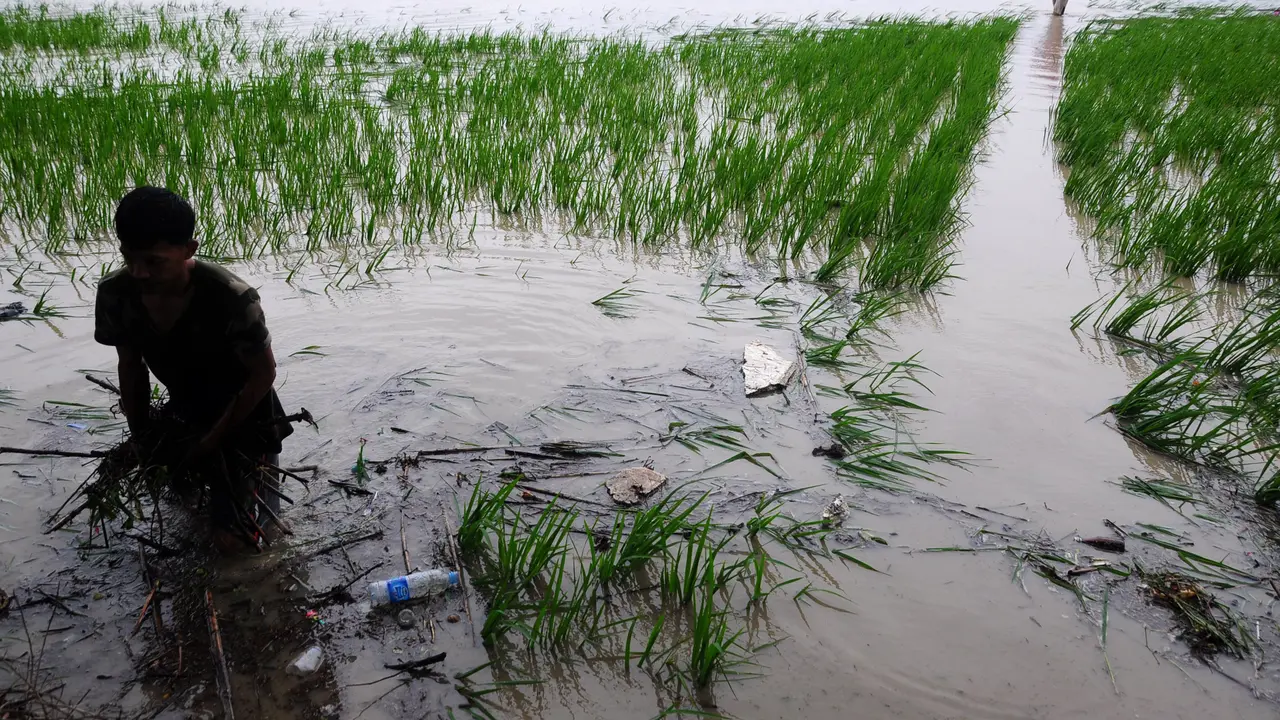 Sawah Jambi terendam banjir