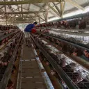 Kementan Tetapkan Harga Acuan Telur Ayam Mulai Pertengahan Juli