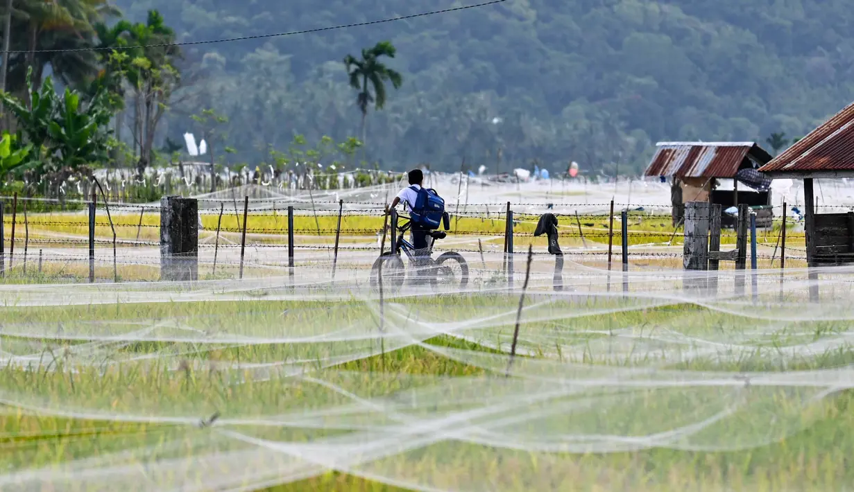 Seorang anak sekolah mengendarai sepeda melewati jaring yang digunakan oleh para petani untuk melindungi tanaman mereka. (CHAIDEER MAHYUDDIN/AFP)