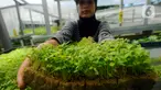 Pekerja menunjukkan bayam di Kebun Hidroponikita, Sawangan, Depok, Jawa Barat, Senin (20/2/2023). Kebun Hidroponikita yang sudah berjalan lebih dari satu tahun ini mampu menghasilkan 30-50 kilogram bayam per hari. (merdeka.com/Arie Basuki)