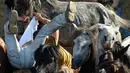 Seorang pria atau biasa disebut Aloitadors berusaha menjinakkan kuda liar selama festival tradisional "Rapa das Bestas" di Desa Sabucedo, Spanyol, 7 Juli 2018. Festival tradisional ini sudah berlangsung sejak 400 tahun lalu. (AFP/MIGUEL RIOPAv)