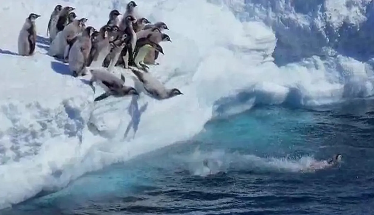 Bayi pinguin yang bertumbuh dewasa akan dilepas mandiri oleh orang tua mereka untuk mencari makanan di laut lepas. (Dailymail.co.uk)
