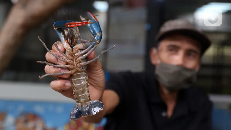 FOTO: Permintaan Lobster Air Tawar Mulai Ramai