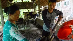 Sekitar 70 kepala keluarga di desa ini memanfaatkan kotoran sapi perah yang dimasukkan ke dalam reaktor sehingga menghasilkan biogas sebagai pengganti liquefied petroleum gas (LPG) untuk kebutuhan rumah tangga. (merdeka.com/Arie Basuki)