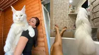 Sering Dikira Anjing, Ini 6 Potret 'Kefir' Kucing Ukuran Besar di Rusia  (sumber: Instagram/yuliyamnn)