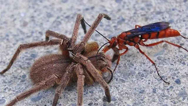 7 Spesies Serangga Terbesar di Dunia