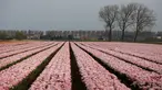 Bunga tulip merah muda tumbuh di ladang di Meerdonk, Belgia (3/5/2021). Sebagian besar tulip di wilayah ini ditanam khusus untuk umbi dan bukan bunganya, namun bunganya tetap di ladang sampai mekar sempurna sebelum ditebang. (AP Photo/Virginia Mayo)