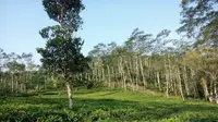 Kampung Teh Ki Suko Nglinggo. (Liputan6.com/Yanuar)