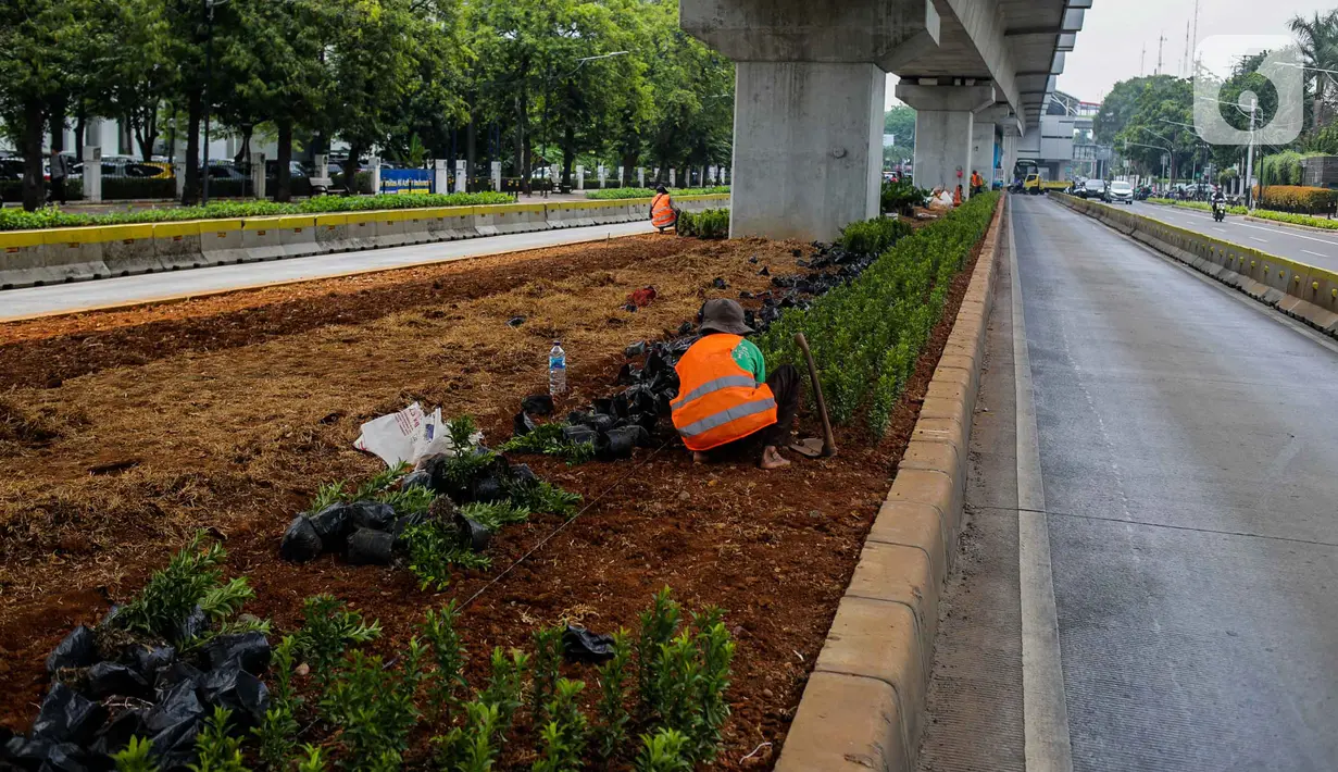 Petugas Sudin Kehutanan Jakarta Selatan melakukan penanaman pohon melati Jepang di bawah jalur MRT Jalan Sisingamangaraja, Jakarta, Kamis (31/10/2019). Penanaman pohon melati Jepang di bawah jalur MRT tersebut untuk penghijauan dan mempercantik tata ruang kota. (Liputan6.com/Faizal Fanani)