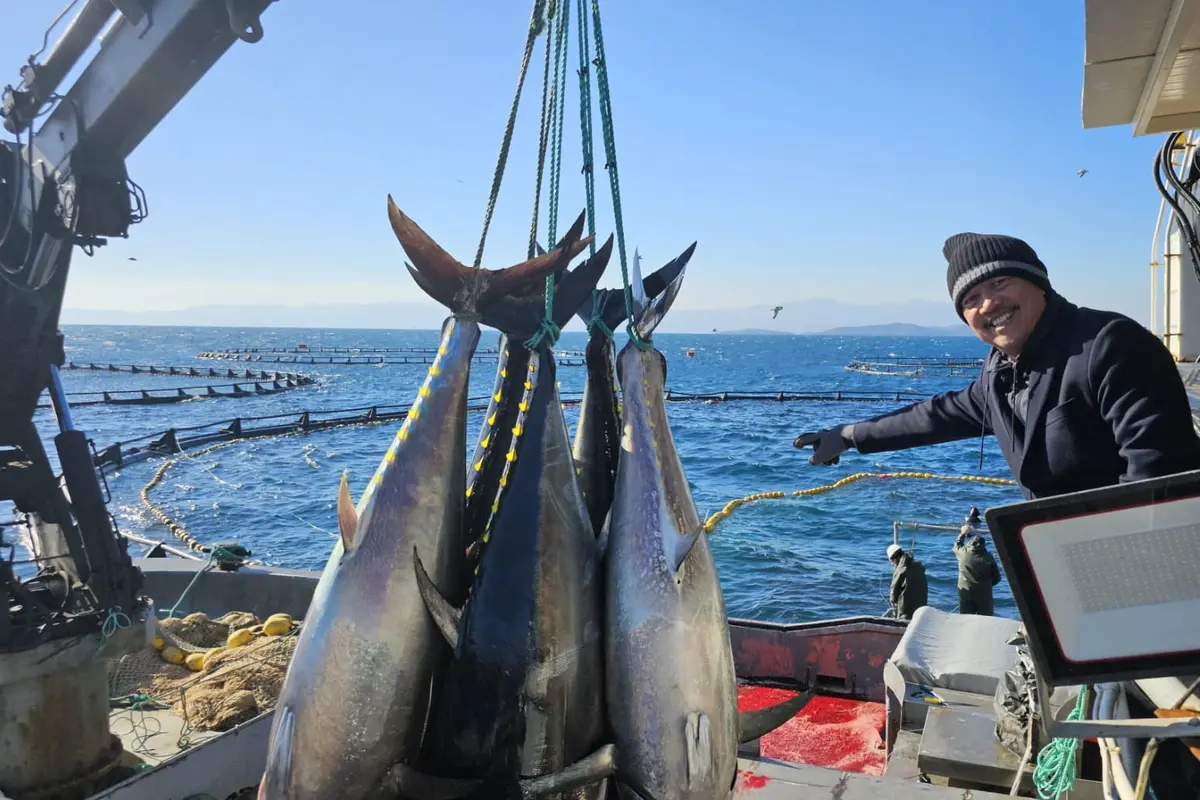 Ikan Tuna