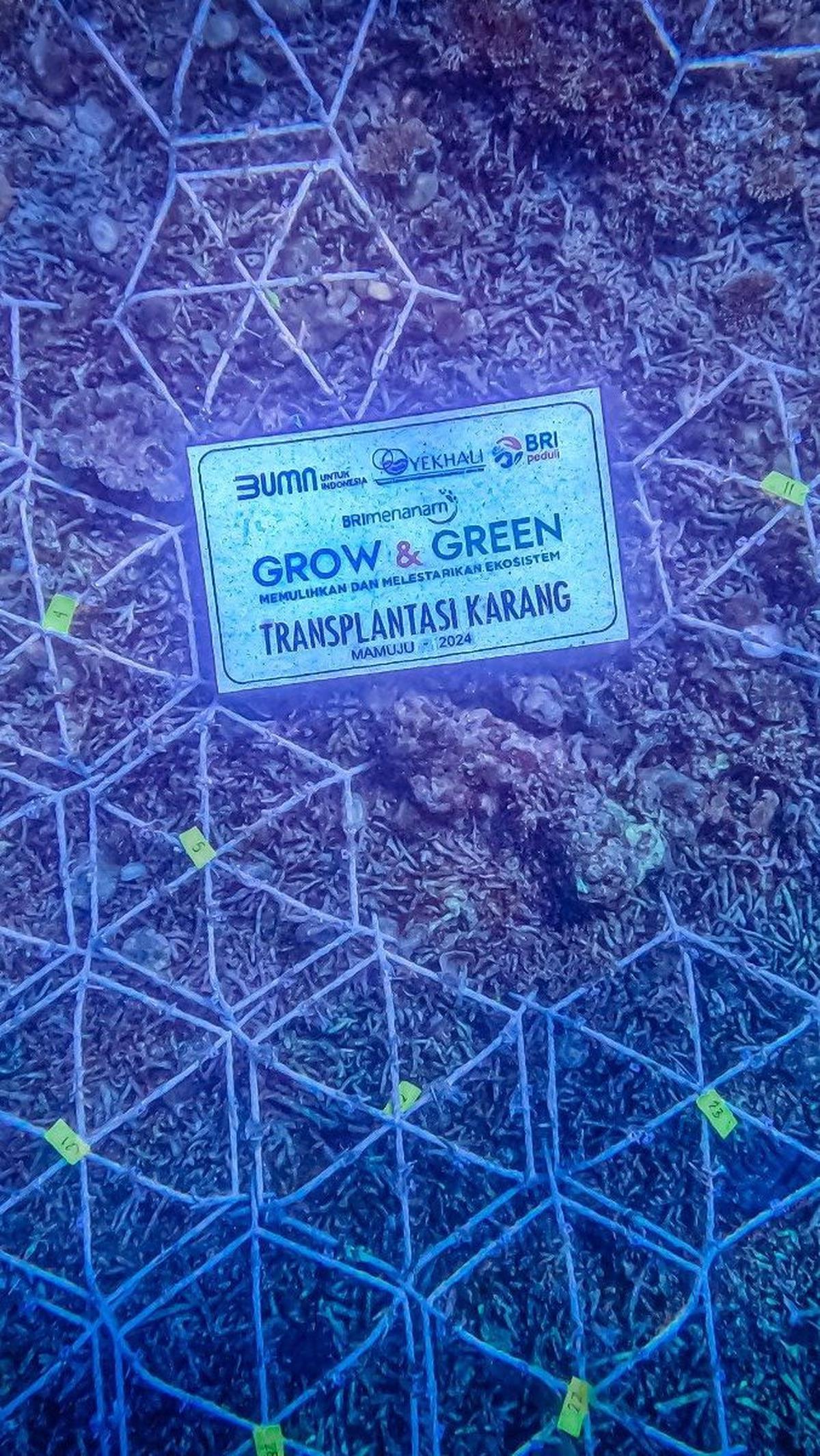 Selain itu, BRI Menanam - Grow &amp; Green juga memberikan bantuan transplantasi terumbu karang sebanyak 1.800 fragmen dengan media tanam 100 buah spider web.