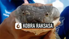 Petugas keselamatan Thailand tangkap ular kobra, panjangnya sekitar 4 meter. Tanpa rasa takut, ia hanya menggunakan tangan kosong.