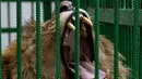 Seekor singa menguap dalam tempat penampungan hewan trauma akibat perang yang dikelola oleh Natalia Popova di Chubynske, Ukraina, 1 Maret 2023. Banyak hewan liar yang dipelihara sebagai hewan peliharaan di rumah-rumah pribadi sebelum pemiliknya melarikan diri dari penembakan dan misil Rusia. (AP Photo/Vadim Ghirda)