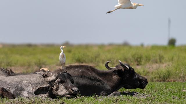 Ilustrasi simbiosis mutualisme, kerbau dan burung jalak