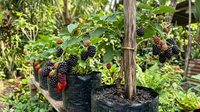 Blackberry