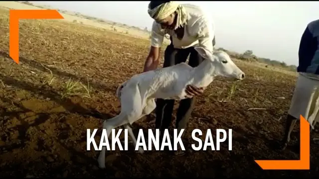 VIDEO: Sapi Berkaki Dua Jadi Tontonan Warga