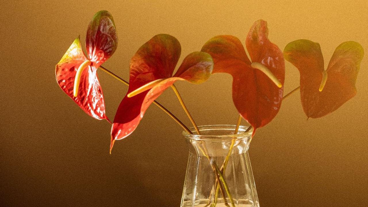 Anthurium
