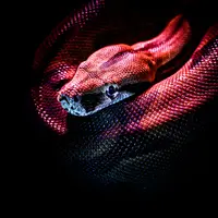 Ilustrasi mimpi ular/Copyright unsplash/Jan Kopriya