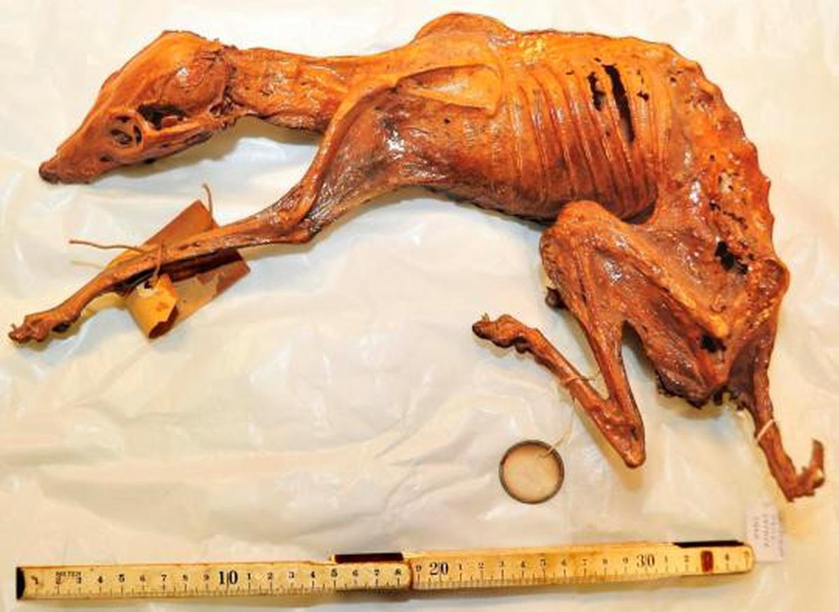 Ditemukan fosil seekor "anjing mumi" di Meksiko