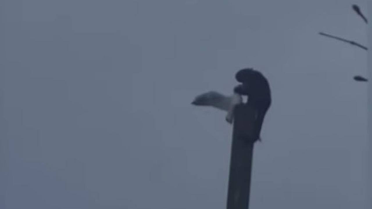 Mengerikannya Monyet Besar Ini Mampu Tangkap Burung Camar seperti di Film King Kong