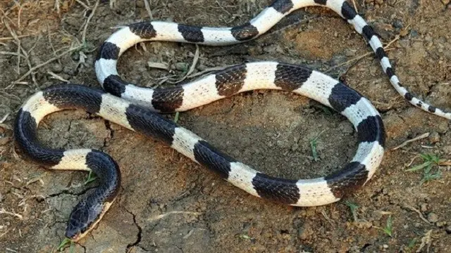 Waspada, Ini 3 Jenis Ular yang Sering Ditemukan di Rumah