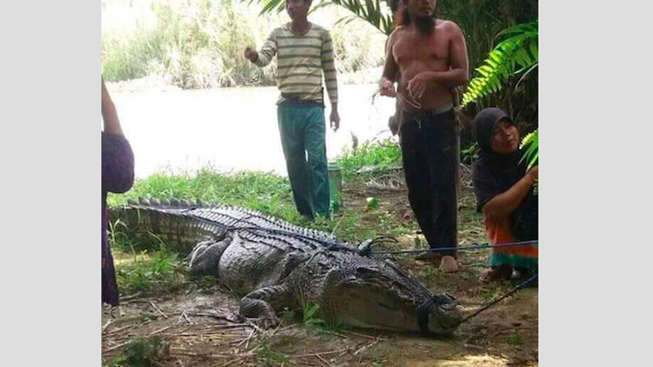 Buaya di kuliti warga mamuju tengah (Istimewa)