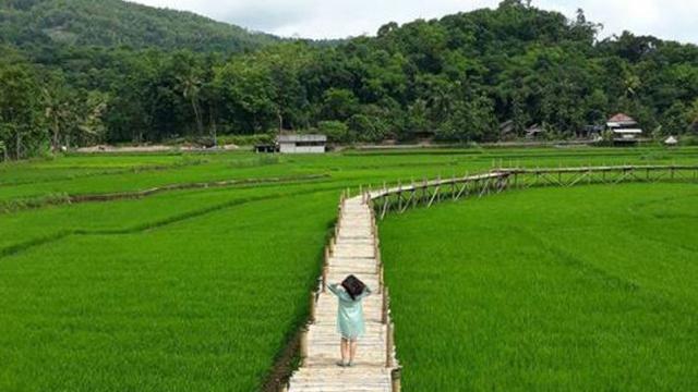 Lagi Hits, Sawah Sukorame Jadi Spot Swafoto Instagenic di Jogja
